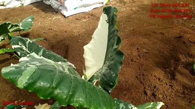 ráy var trắng em có sẵn những cây lớn thích hợp decor nhà, vườn. смотреть онлайн