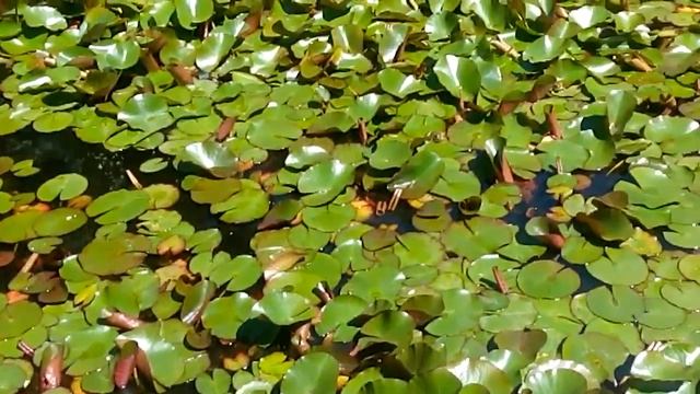 Ботанический сад Сухума смотреть онлайн