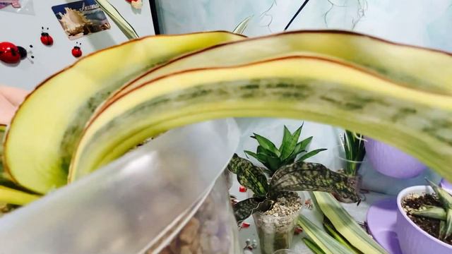 Мои новинки! Сансевиерии🌸