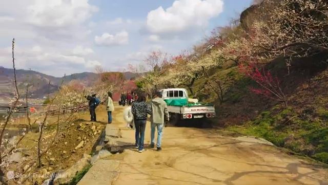 Фестиваль сливы в Кванъяне 2024, № 1 по популярности весенних цветов в марте смотреть онлайн