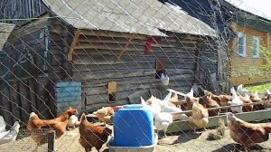 Куры#8. Яйценоскость. Большая поилка. Прошло 2 месяца.