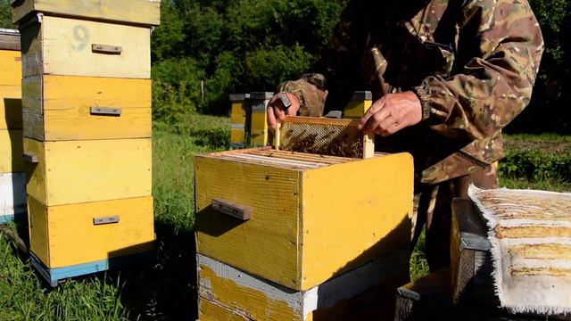 В улье "Бобёр", упавший в траву рой, стал великолепной пчелиной семьёй 18 06 21г. смотреть онлайн