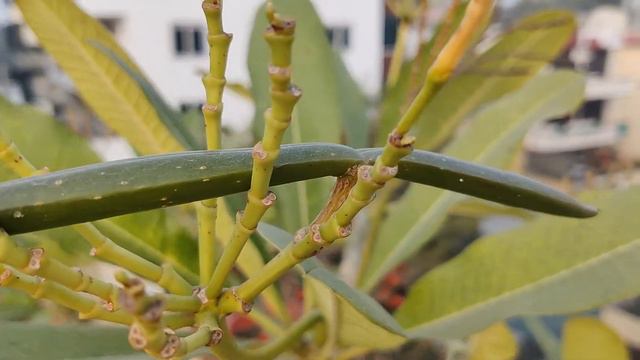 Plumeria/Frangipani/ Champa Plant Growing Seeds | Plumeria Seeds