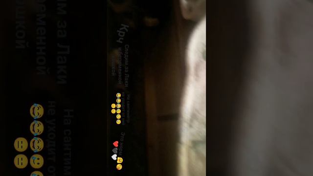 собака хочет котят от кошки ❤️❤️❤️❤️❤️❤️❤️ это мило смотреть онлайн