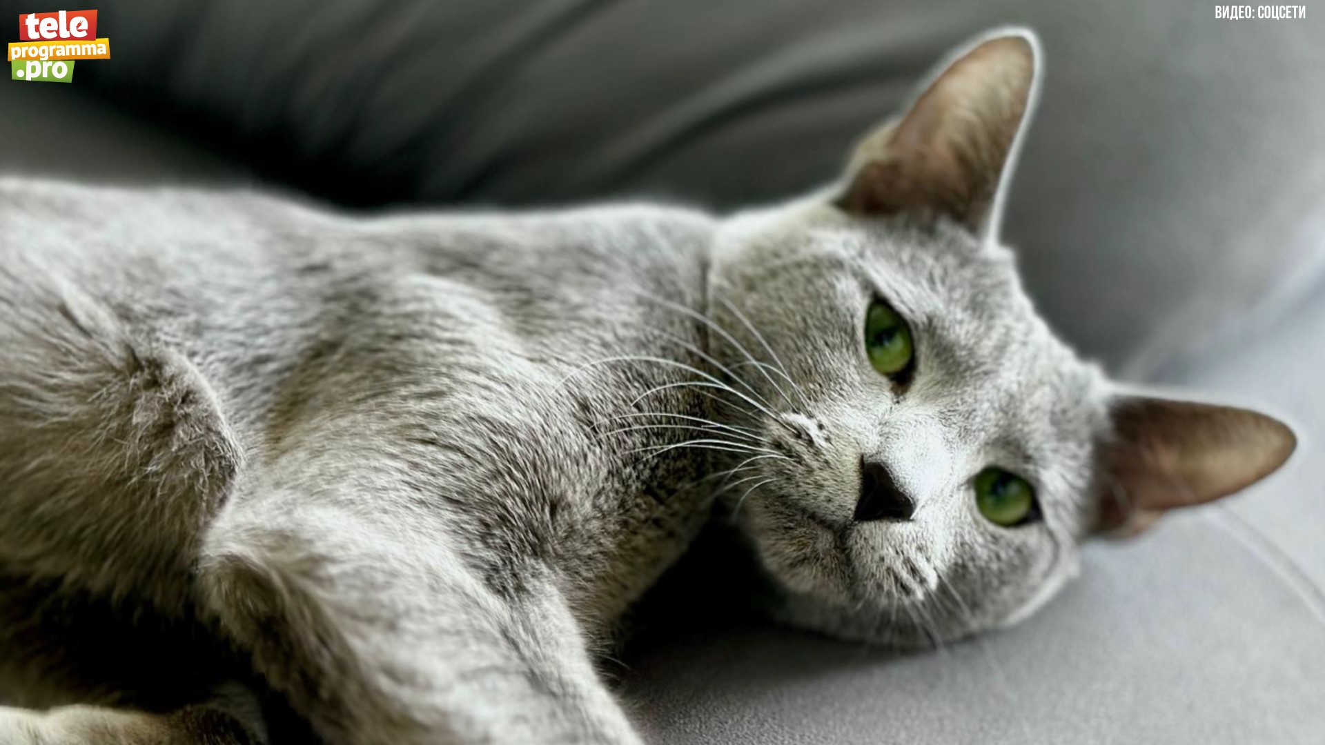 "Голубые архангелы" ил России смотреть онлайн