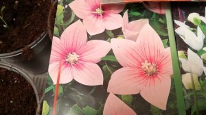 Платикодон, пикировка вместе! 03.01.21