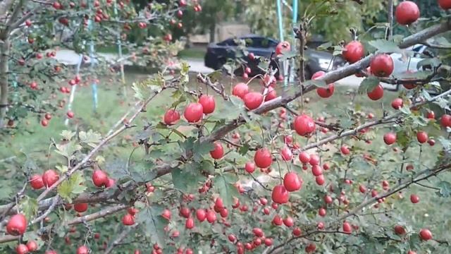 Сочи. Розы прекрасны и в конце ноября. смотреть онлайн