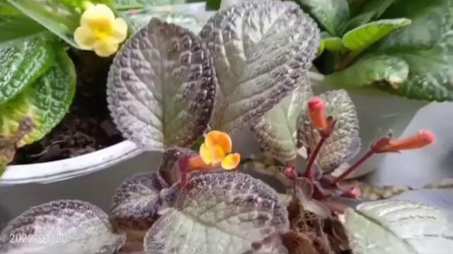 EPISCIA HASE ELF, EMERALD VELVET, Dkk