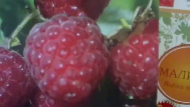 Саженцы.Сорта малины и вишни для севера РФ смотреть онлайн