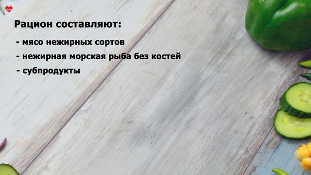 ОРИЕНТАЛЬНАЯ КОШКА смотреть онлайн