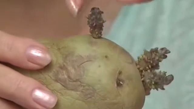 Проращиваение семян перцев и цветов, лечение картофельных саженцев смотреть онлайн
