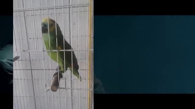 Попугай перепел хит Монстр смотреть онлайн