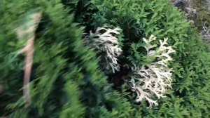 Туи.  Уход, обрезка.  Ошибки в уходе за туями