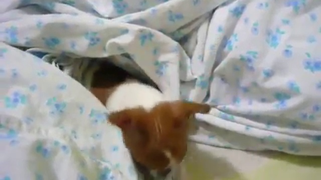 ЧИХУАХУА МУСЯ БЕСИТСЯ