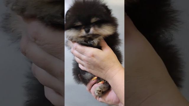 Померанский шпиц. Девочка, Д.р 01/10/23 Щенок продаётся #померанскийщпиц #щенок #щенокшпица смотреть онлайн