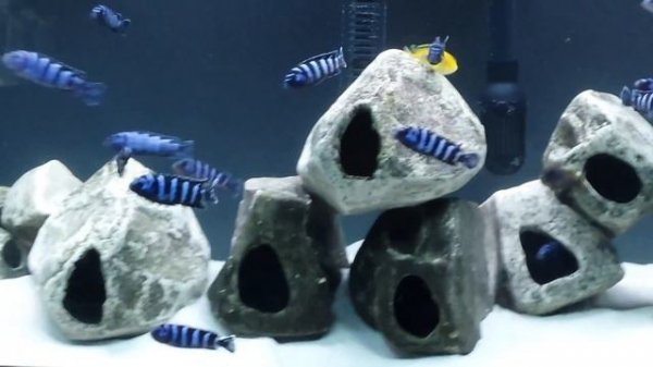 Pseudotropheus Demasoni tank malawi cichlids Mbuna