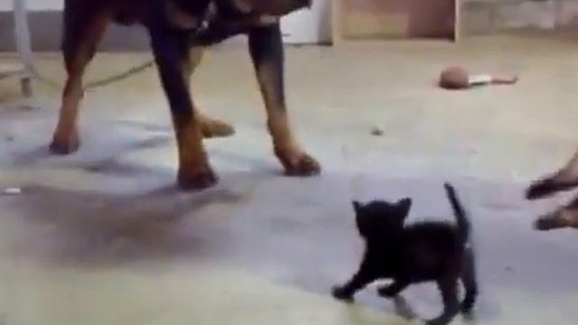 маленький кот и ротвейлер смотреть онлайн