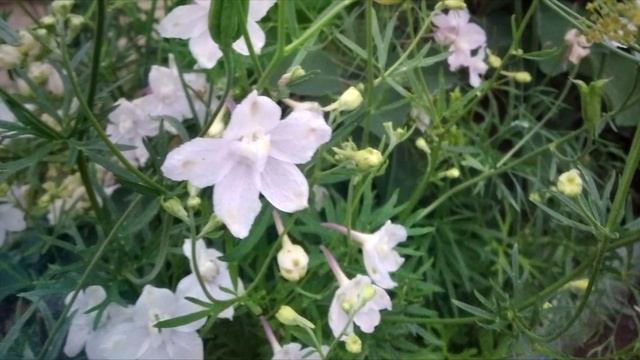 Садовые цветы. 1. смотреть онлайн