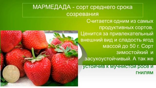Купить саженцы клубники с качественной упаковкой. смотреть онлайн