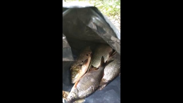 как приготовить уху из речной рыбы на костре смотреть онлайн