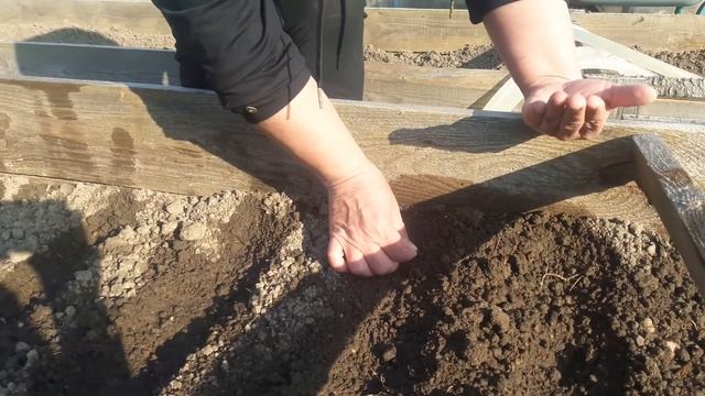 Посев моркови. Легкий способ. смотреть онлайн