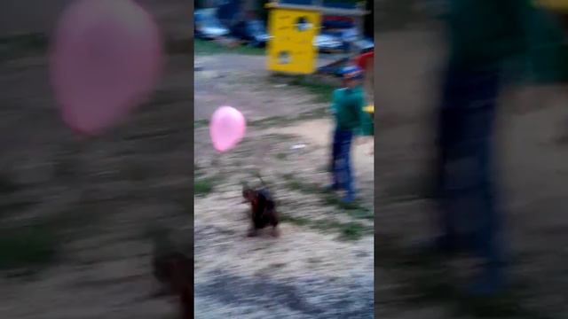 Веселая сосиска))) смотреть онлайн