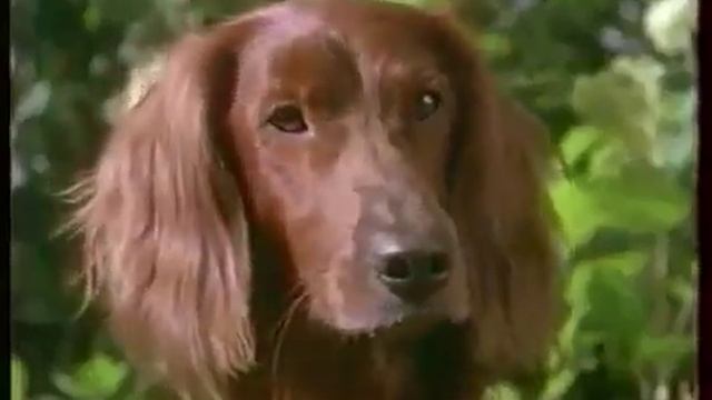 Реклама 90-х "Chappi" смотреть онлайн