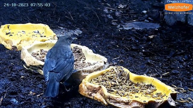 Дрозд дегустирует- чем кормят ежиков #Германия смотреть онлайн