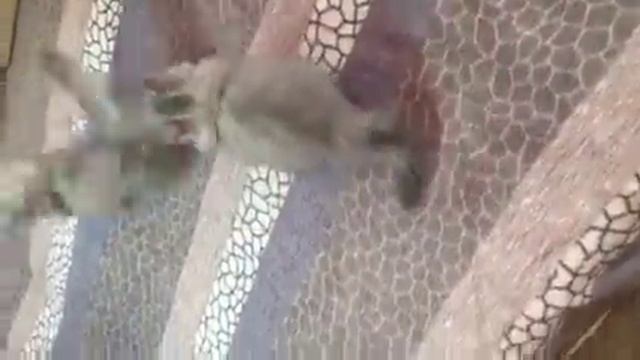 Хайленд Страйты - Кошка в Радости смотреть онлайн