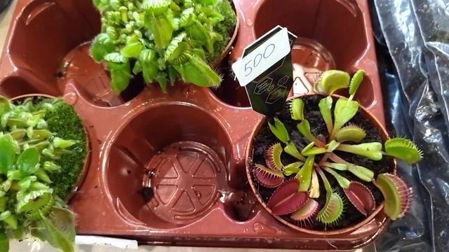 Настоящий сундучок с сокровищами - и это всё на выставке комнатных цветов. смотреть онлайн