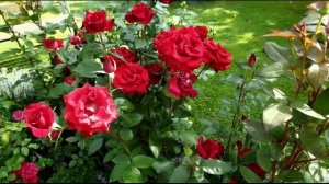 Розы - гиганты: потрясающие розы с огромными цветами - обзор 13 сортов роз