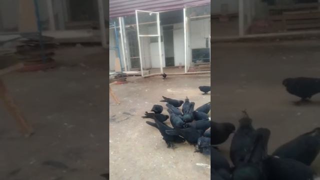 Голуби,Бухары Бухарские Клуб Амири,Представитель Клуба Амири Амон Хаджа Tauben Pigeons!!! смотреть онлайн