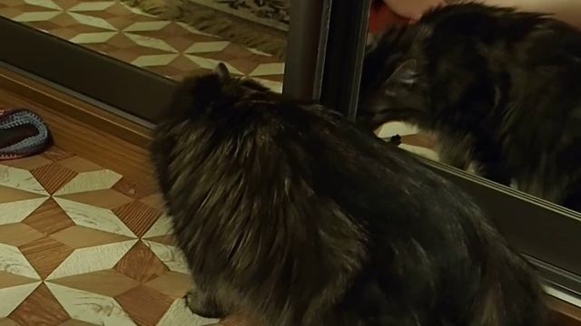 сибирская кошка. котятам 7 дней. смотреть онлайн