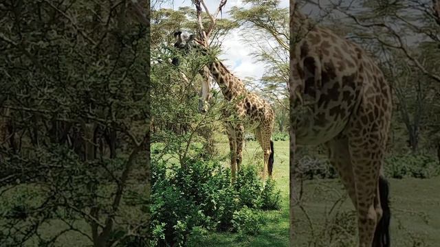 4k African wildlife смотреть онлайн