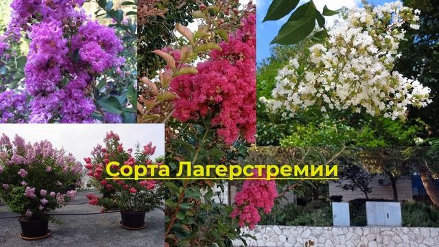 Индийская сирень, Лагерстремия индийская. Красивоцветущий кустарник