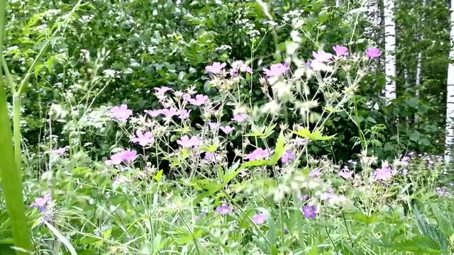 Цветы на краю леса смотреть онлайн