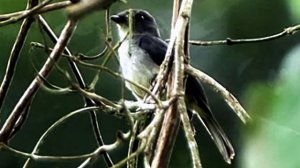 Весеннее пение мухоловки пеструшки (Muscicapa hypoleuca). Пение птиц. Звуки природы 1 час