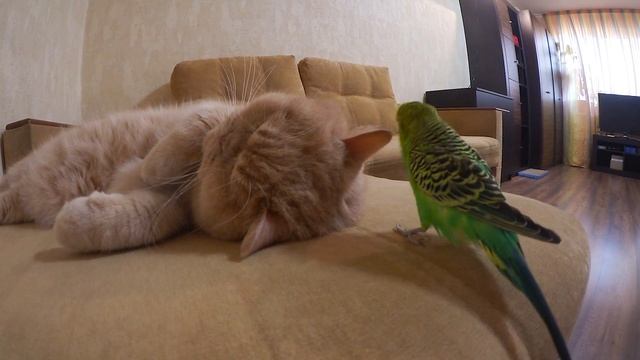 Волнистый попугай и добрый кот смотреть онлайн