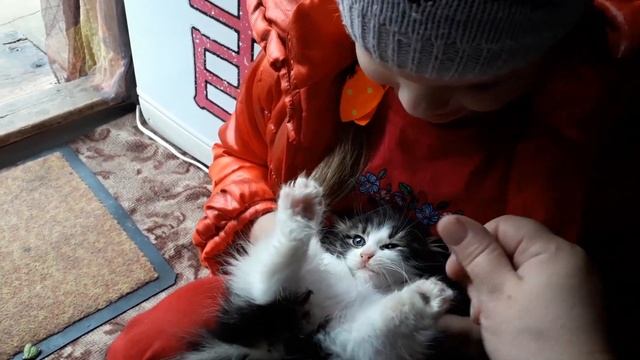 Котята заболели. Ждем ветврача. смотреть онлайн