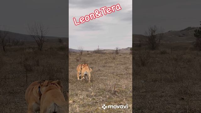 Ка де бо (майорский мастиф) прогулка смотреть онлайн