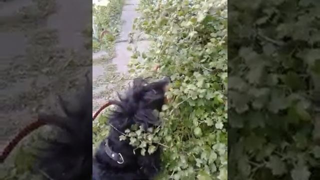 Лиза ест крыжовник. смотреть онлайн