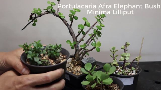 5 Types of Portulacaria Afra Elephant Bush Comparison смотреть онлайн