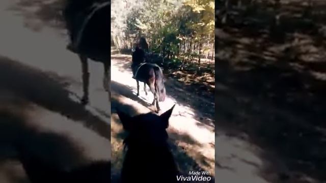Конный клуб Купянск.6-7 октября.люблю💕 смотреть онлайн