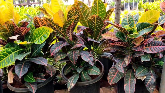 All about Croton Plant | Care of Croton Plant |My secrets to make Croton bushy |Croton Plant Price смотреть онлайн