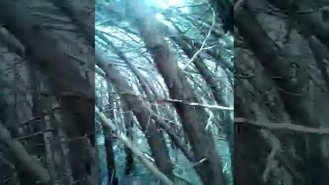 Weird trees part 2 смотреть онлайн