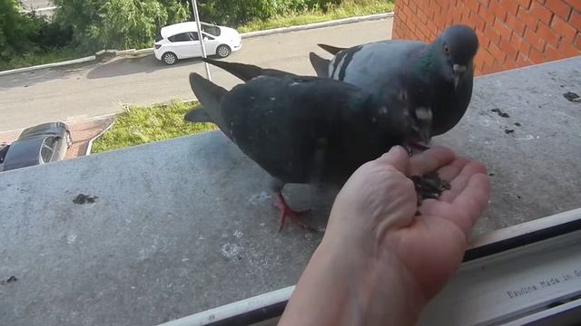 голубка просит еды) смотреть онлайн