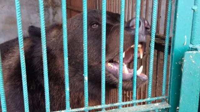 Мишка рычит в зоопарке смотреть онлайн