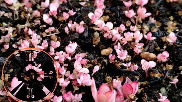 Trasplante de #Echeveria Subrigida de #Semilla смотреть онлайн