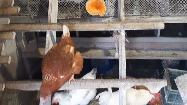 Это они так довольны! #курынесушки #chick #куры #курятник #петухи смотреть онлайн
