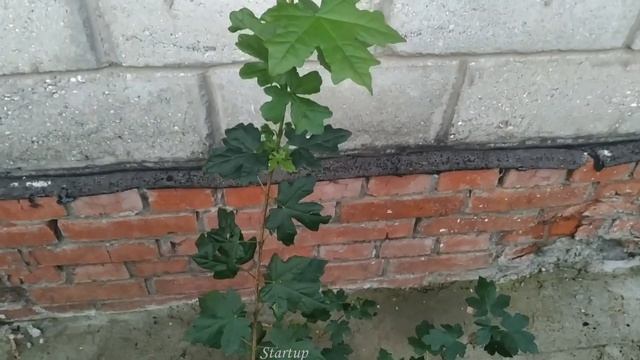 Бонсай.Бонсай КЛЁН.Уход за клёном.Bonsai.Сад и огород. Клён.Японский клён.Дерево.Maple.Startup579 смотреть онлайн